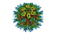 Calicivirus